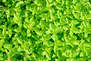 Bright green young leaves of mint bushes. Top view.