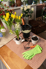 Flower garden with pots, tools and equipment for transplanting plants on an table indoors.