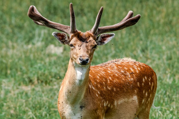 The Fallow Deer (Dama dama) in Poland