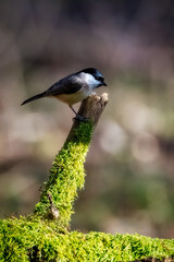 great woodpecker on tree