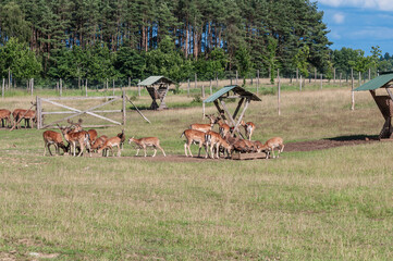 The Fallow Deer (Dama dama) in Poland