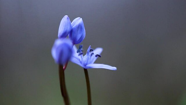 Scilla bifolia, the alpine squill or two-leaf squill, is a herbaceous perennial plant growing from an underground bulb belonging to the genus Scilla of the family Asparagaceae.