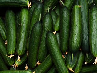 Background of ripe green cucumbers with pimples and a yellow flower. The texture of greenhouse vegetables in the window of the market, shop. Top view, close-up, food wallpaper. Concept of harvesting.