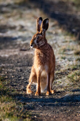 Naklejka premium European brown hare. Lepus europaeus. European hare. Rabbit on the ground. Wild rabbit. European wild hare