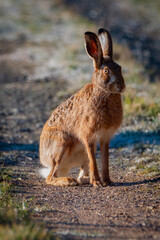European brown hare. Lepus europaeus. European hare. Rabbit on the ground. Wild rabbit. European wild hare