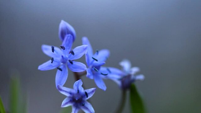 Scilla bifolia, the alpine squill or two-leaf squill, is a herbaceous perennial plant growing from an underground bulb belonging to the genus Scilla of the family Asparagaceae.
