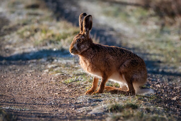 European brown hare. Lepus europaeus. European hare. Rabbit on the ground. Wild rabbit. European wild hare