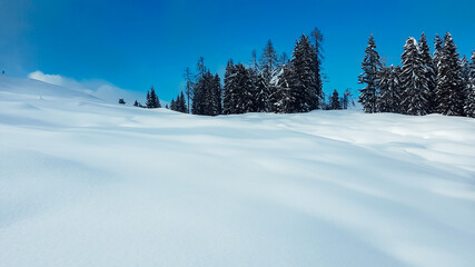No friends on a powder day! Heavy snowfall in Heiligenblut am Grossglockner. Few meters of the fresh snow, covering the trees. Winter wonderland, perfect condition for off road skiing and snowboarding