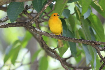 Canario amarillo en rama