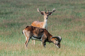 Fallow Deer (Dama dama) and Mouflon (Ovis orientalis) in farm, Poland