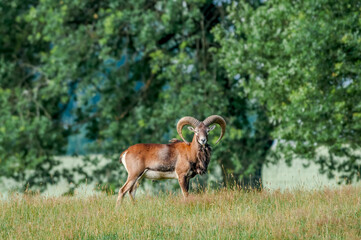 Mouflon (Ovis orientalis) in Poland