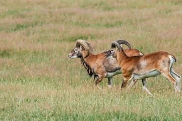 Mouflon (Ovis orientalis) in Poland