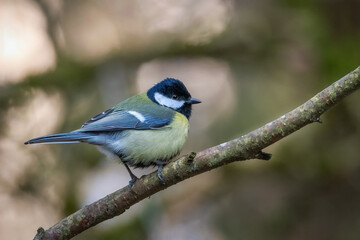 Tit on branch. Close-up of great tit. Parus major - birds-spring. 