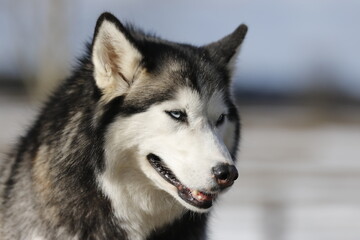 Husky dog enjoying the snow during cold winter