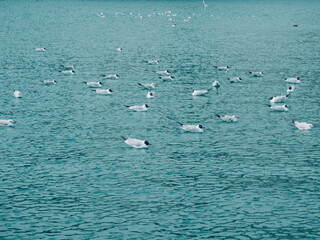 Seagulls are sitting on the surface of the sea.