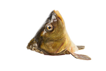 carp head isolated on white background. freshwater carp
