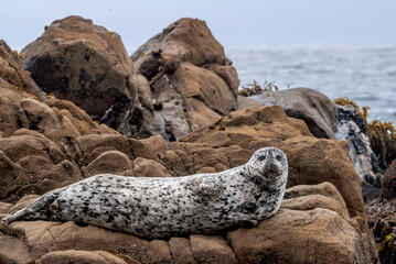 Common Seal (Phoca vitulina) in Bodega Bay, California, USA