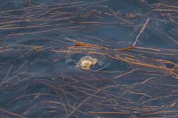 Common Seal (Phoca vitulina) at Chowiet Island, Semidi Islands, Alaska, USA