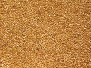 Golden raw whole dry Flax seeds