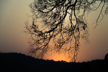 sillhouette landscape of a bare tree with a beautiful sunset in backgroud , orange color sky 