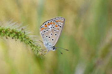 Common blue butterfly (Polyommatus icarus) female resting. Close-up photo of little blue butterfly