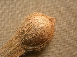 Raw whole fresh coconut