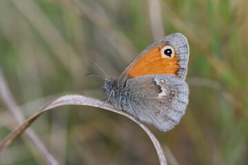 The Small Heath butterfly, Coenonympha pamphilus  in the grass
