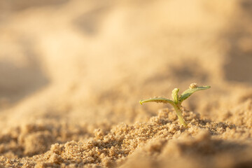 Young green sprout in desert. Sunlight. Survivor concept.