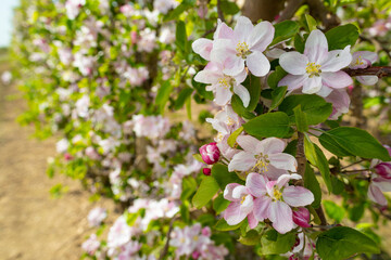 Manzanos en flor en un campo