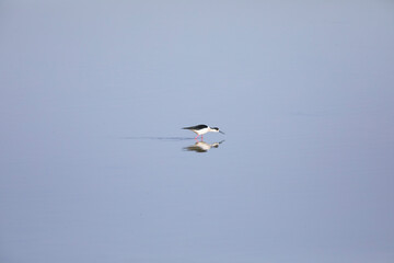 Cigüeñuela común​ (Himantopus himantopus) alimentándose en el agua al amanecer