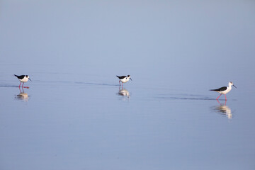 Cigüeñuela común​ (Himantopus himantopus) alimentándose en el agua al amanecer