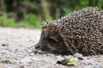 Hedgehog on a rustic road. Close-up shot of little hedgehog