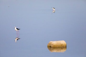 Cigüeñuela común​ (Himantopus himantopus) alimentándose en el agua al amanecer