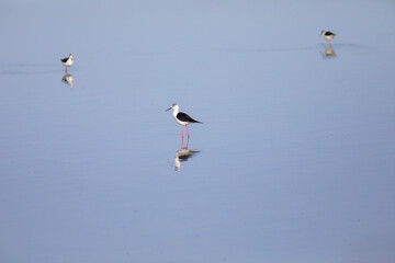Cigüeñuela común​ (Himantopus himantopus) alimentándose en el agua al amanecer