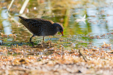 Spotted crake or Porzana porzana in a wildlife close up