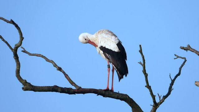 Wei&szlig;storch&nbsp;(Ciconia ciconia)