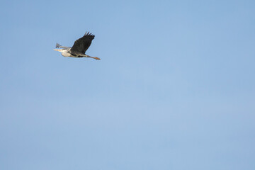 Garza real (Ardea cinerea)​ volando