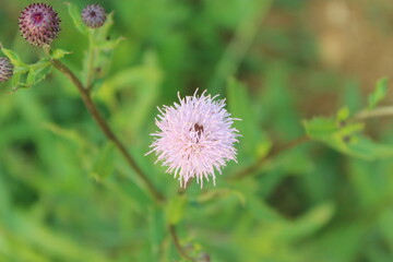 flower of a thistle