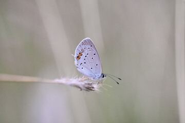 A short-tailed blue (Cupido argiades) is sitting on a grass-stock. Little blue butterfly in grass