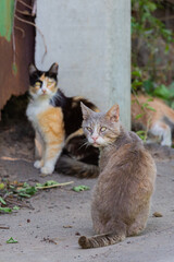 The ugly hairless cat on a street. Scarms on cat face