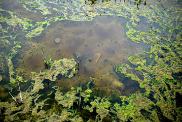 View of a damp with green moss on water surface.