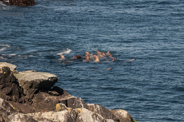 Fishing Steller's Sea Lions (Eumetopias jubatus) at sea, Chowiet Island, Semidi Islands, Alaska, USA