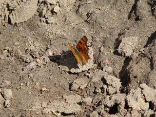 a butterfly rest on gravel land