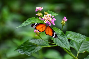 Beautiful orange yellow butterfly in flight and branch of flowering apricot tree in spring at Sunrise on light green and violet background macro. 