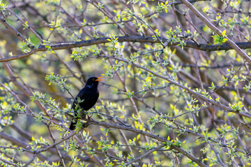 One of the most familiar birds in parks and gardens of Europe, the common blackbird