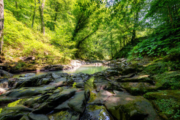 Small river or stream in deep forest