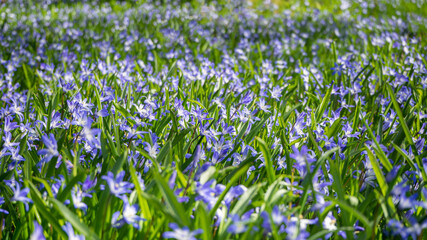 Fototapeta premium Spring sunny meadow with blue flowers. Abstract floral background with selective focus.
