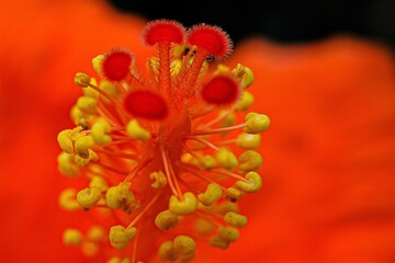  Blütenstempel , Hibiskus  - Makroaufnahme © Thomas
