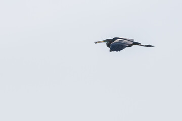 Flying heron. Colorful nature background. Bird: Purple Heron. Ardea purpurea.