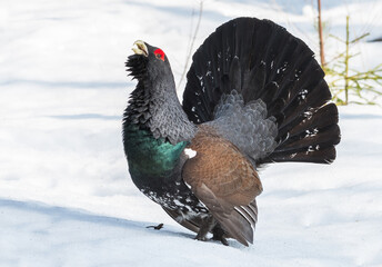 Capercaillie bird wild wildlife nature